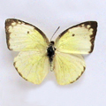 The African Emigrant Catopsilia florella gnoma